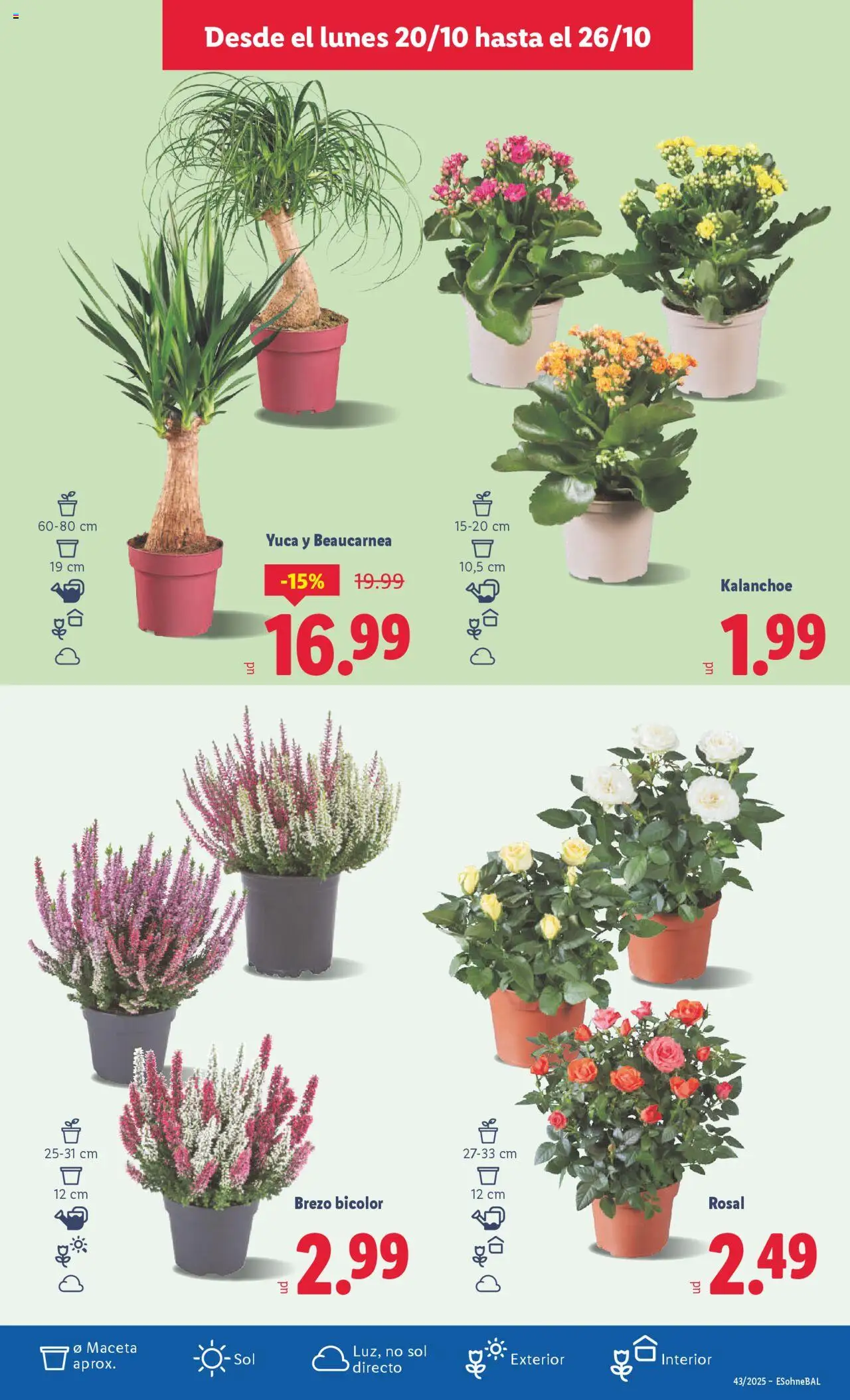 Lidl folleto │ válido desde el 20.10.2025 | Página: 41 | Productos: Maceta