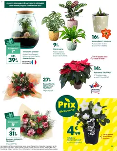 Truffaut - Prévisualisation de Truffaut catalogue valide à partir de 05.12.2025 | Page: 9 | Produits: Poinsettia, Plantes, Plante verte