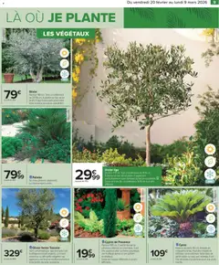 Carrefour - Prévisualisation de Carrefour Jardin valide à partir de 20.02.2026 | Page: 11 | Produits: Parfum, Olivier, Palmier