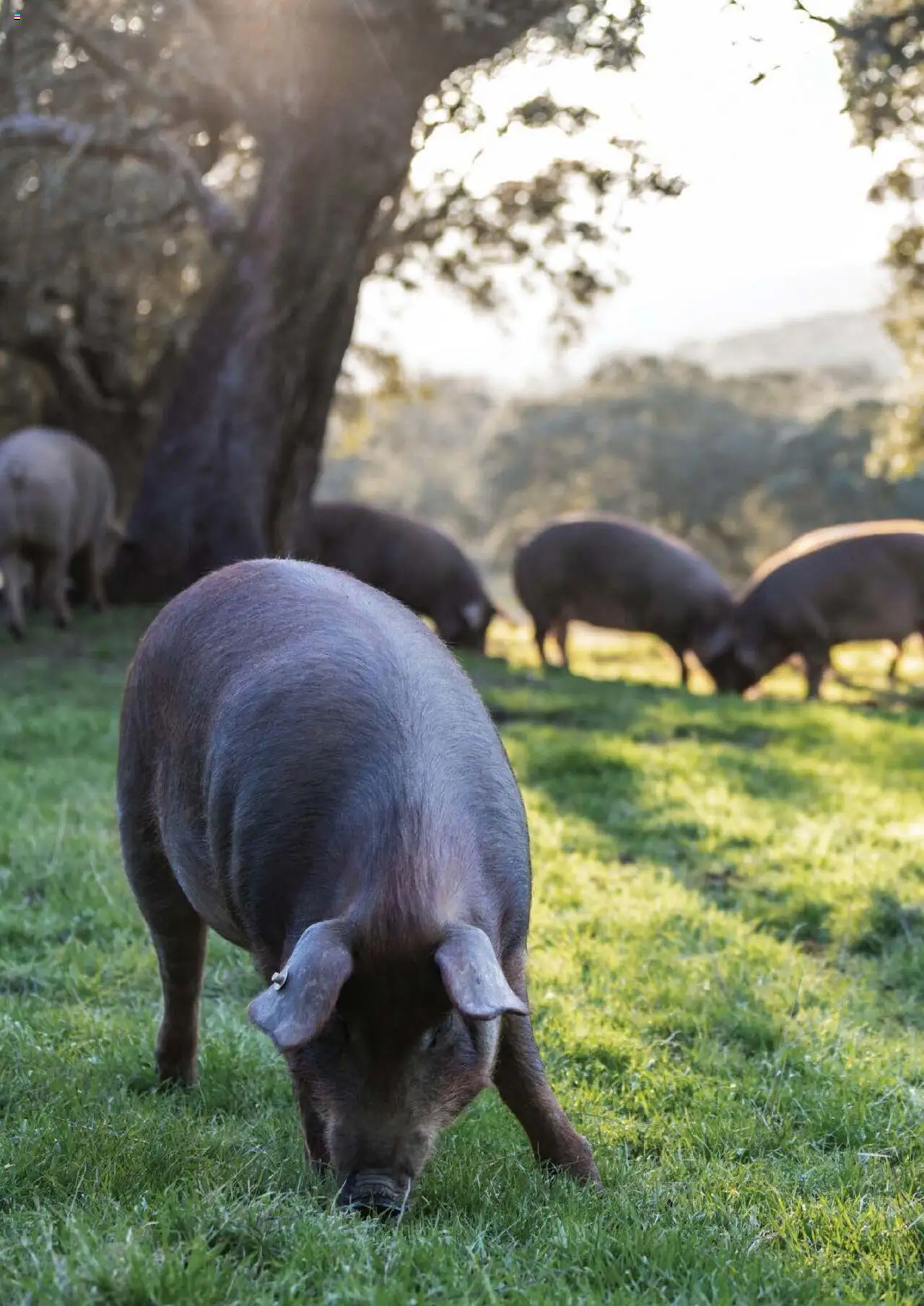 Noul catalog Selgros – valabil de la 27.04.2023 | Pagină: 84 | Produse: Lait de coco, Cotlet porc