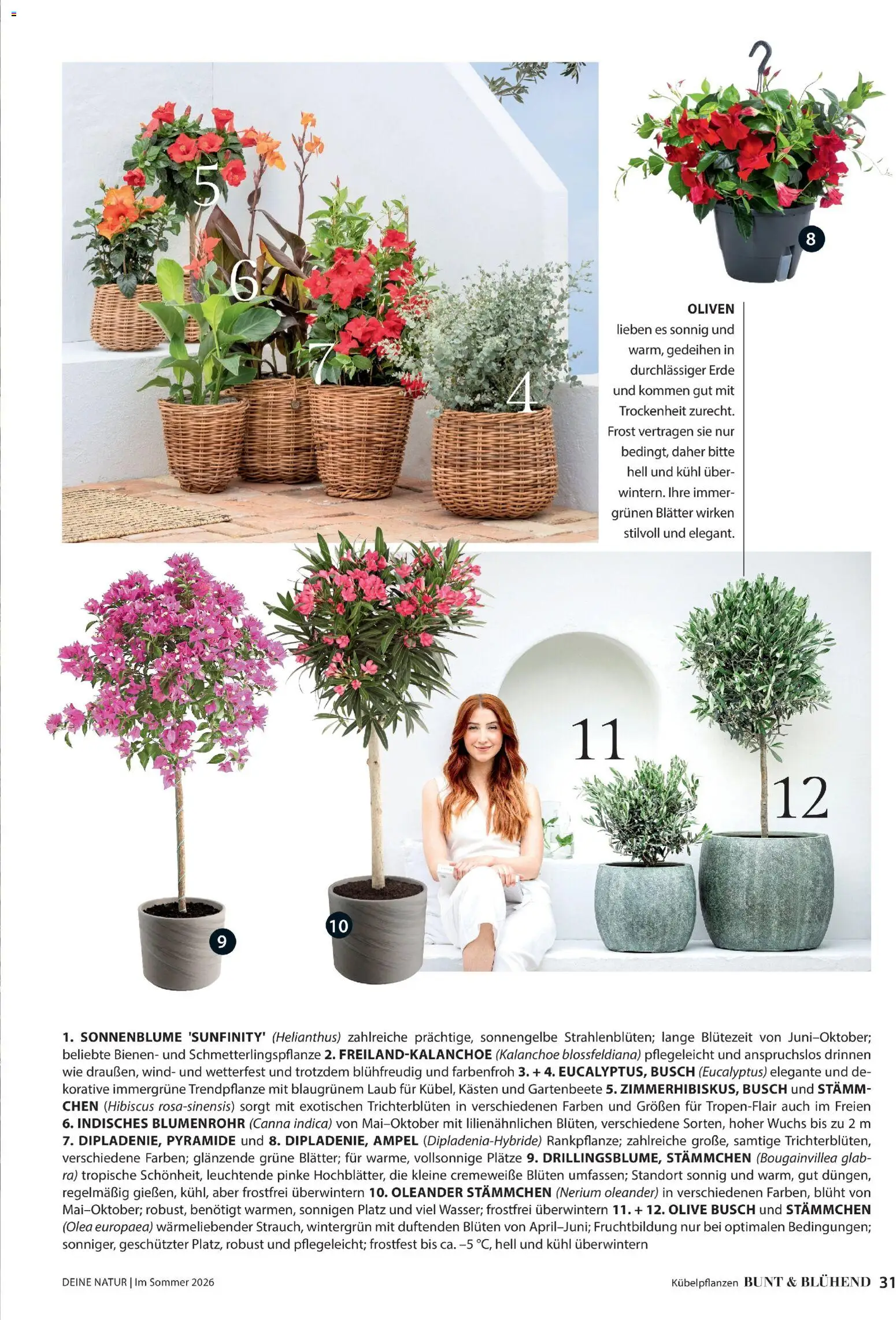 Dehner Flugblatt gültig ab 01.05.2026 | Seite: 31 | Produkte: Szeder