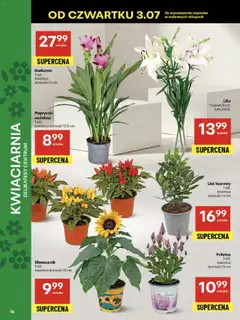 Delikatesy Centrum Gazetka - Sklepy Własne od 03.07.2025 | Strona: 16