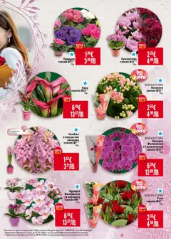 Преглед на BON VIA FLORA Орхидея Фаленопсис с 1 разклонение саксия Ф12**, Орхидея Фаленопсис с 1 разклонение - Офертите са валидни от 12.02.2026 | Страница: 13