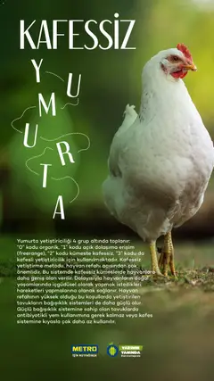 28.07.2025 tarihinden itibaren geçerli olan Metro kataloğu önizlemesi | Sayfa: 41 | Ürünler: Yumurta