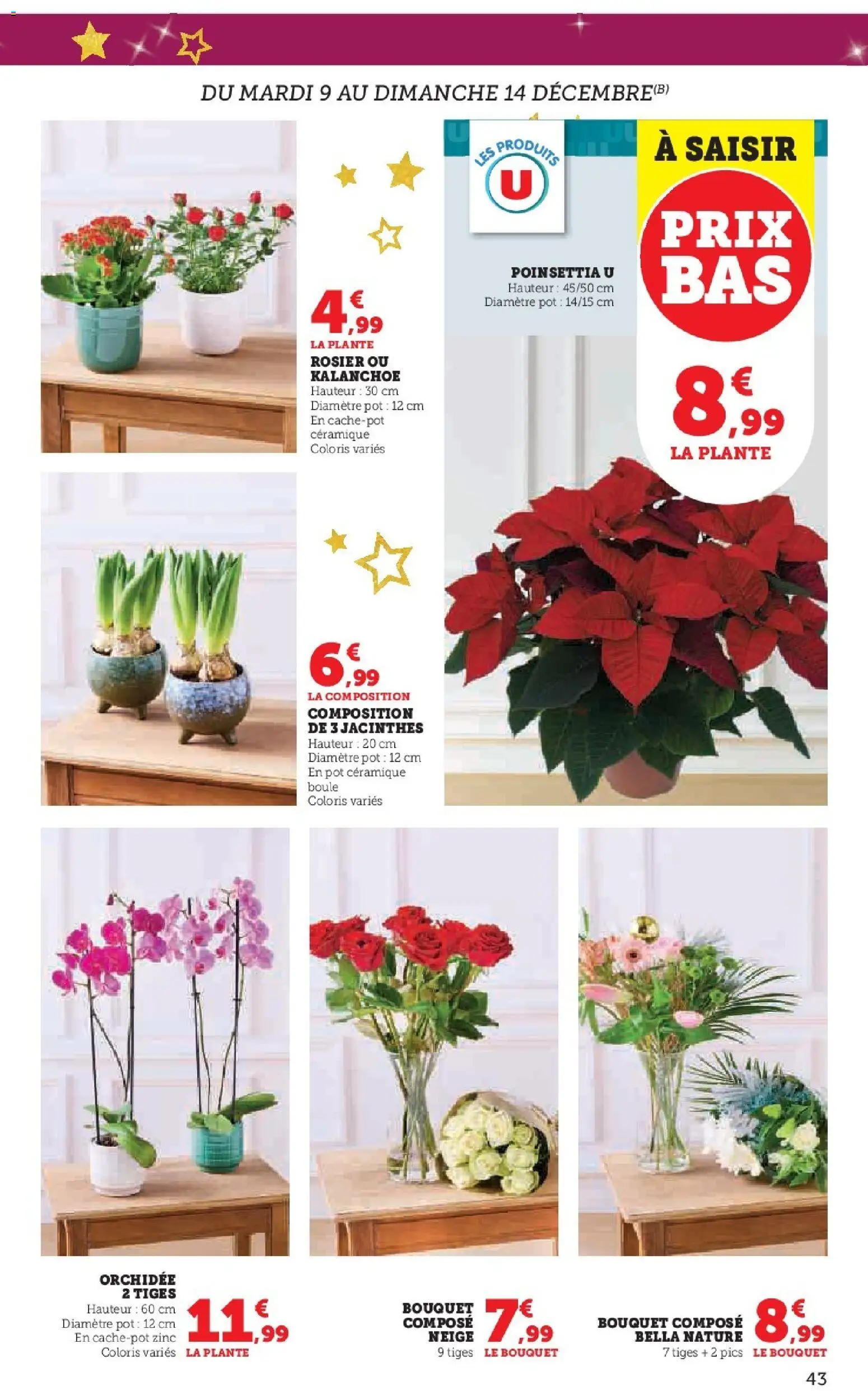 {H1} | Page: 43 | Produits: Poinsettia, Rosier, Orchidée