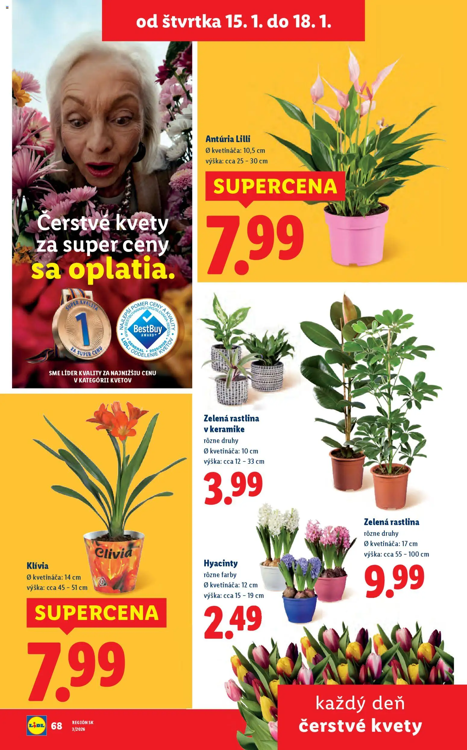 Nové Lidl akcie – leták je platný od 12.01.2026 | Strana: 73 | Produkty: Kvety
