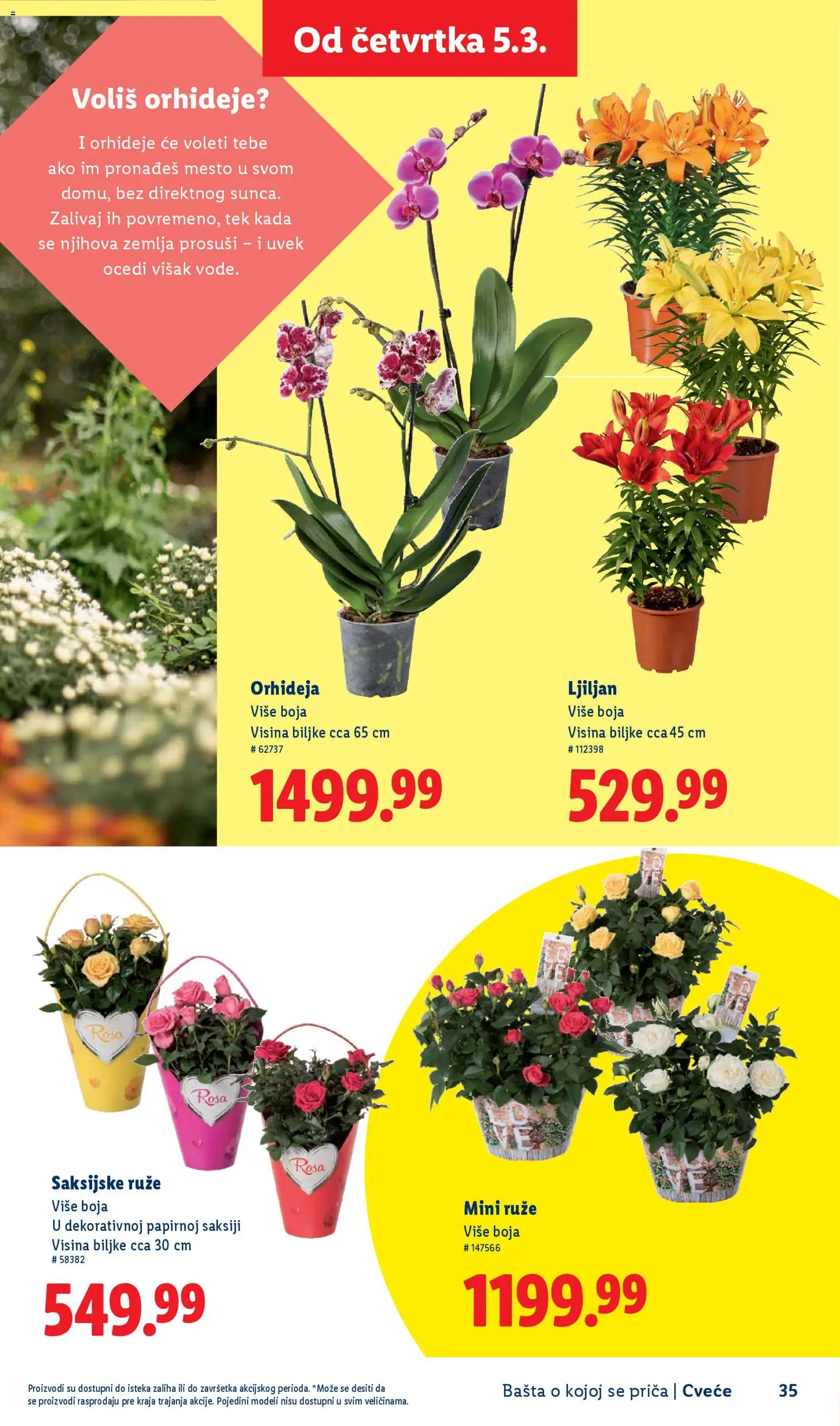 Lidl katalog - važi od 26.02.2026 | Strana: 35 | Proizvode: Zemlja, Orhideja, Ruze, Cvece