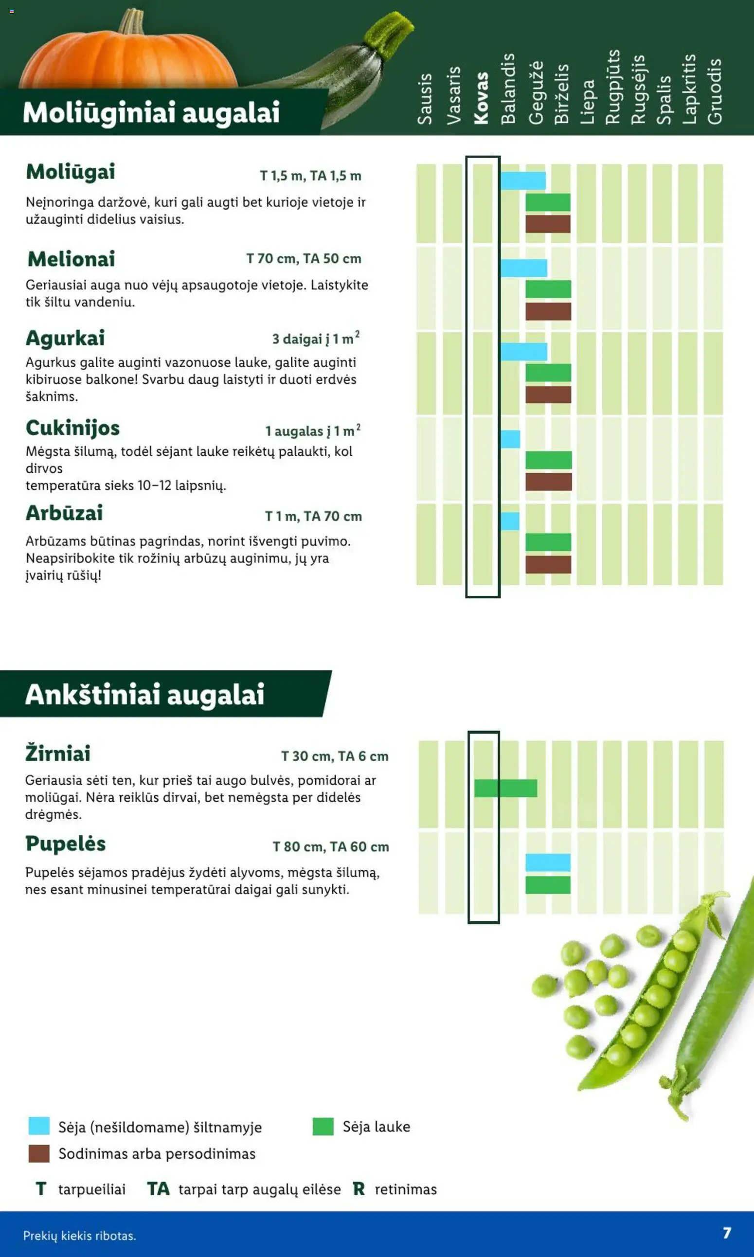 LIDL akcijos nuo 09.02.2026 | Puslapis: 6 | Prekių: Agurkai, Pupelės, Pomidorai