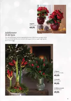 Plantorama - Dyrk Julen gyldig fra 23.11.2025 | Side: 12 | Produkter: Krukke