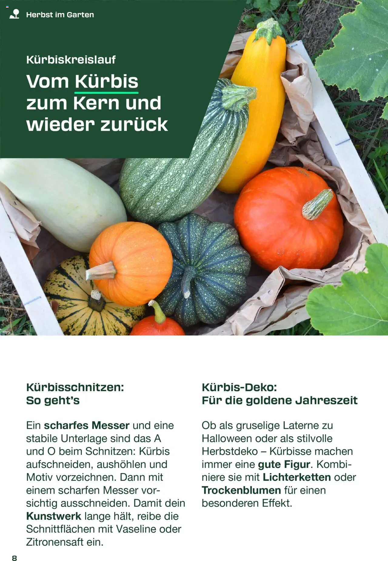 Lidl - Das DIY-Magazin Herbst 2025 gültig ab 01.09.2025 | Seite: 8 | Produkte: Kürbis, Gyümölcs