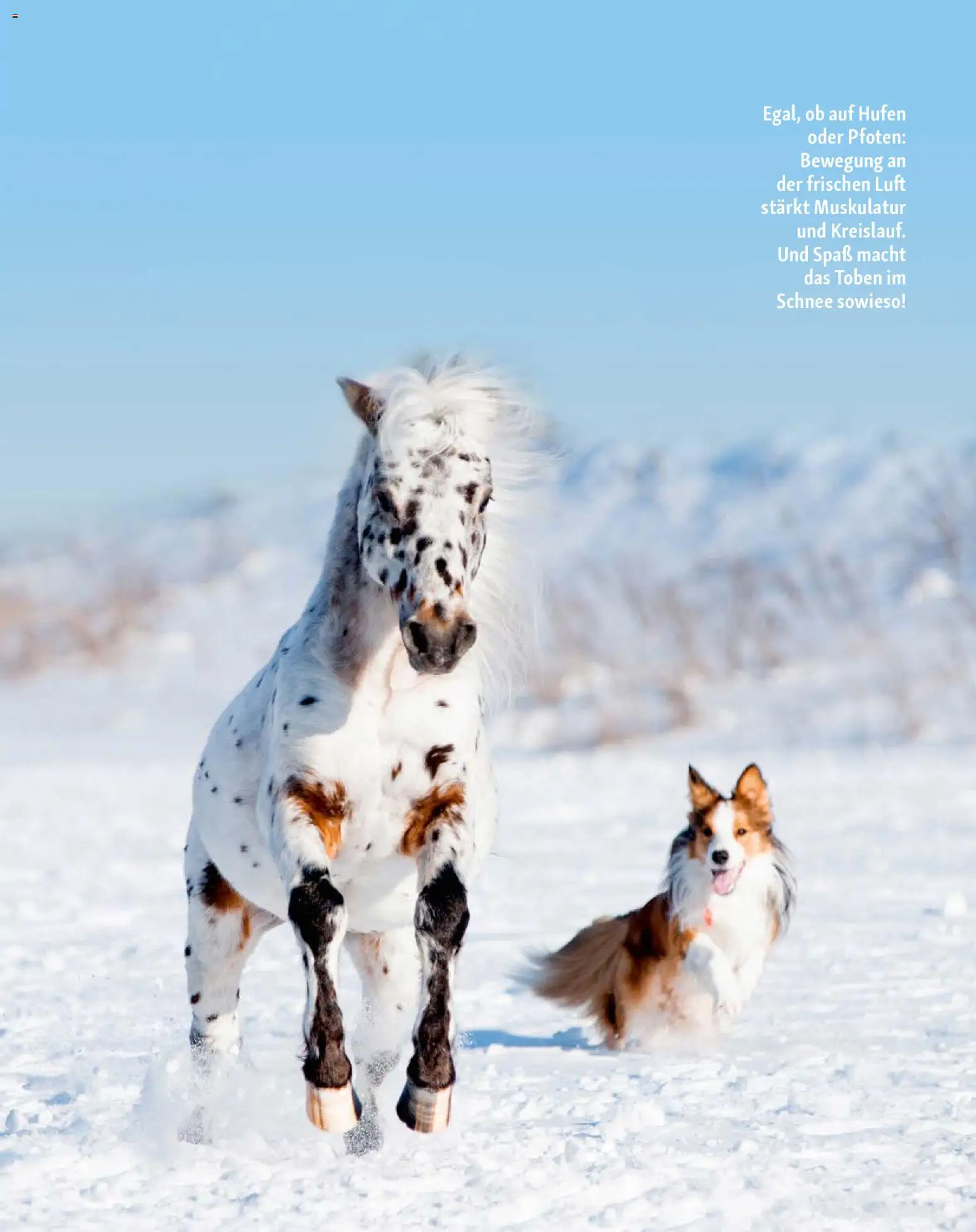 Fressnapf Friends Magazin – gültig ab 01.01.2026 | Seite: 12