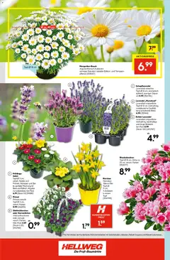 HELLWEG Flugblatt ab 12.03.2026 gültig | Seite: 16 | Produkte: Zwiebeln