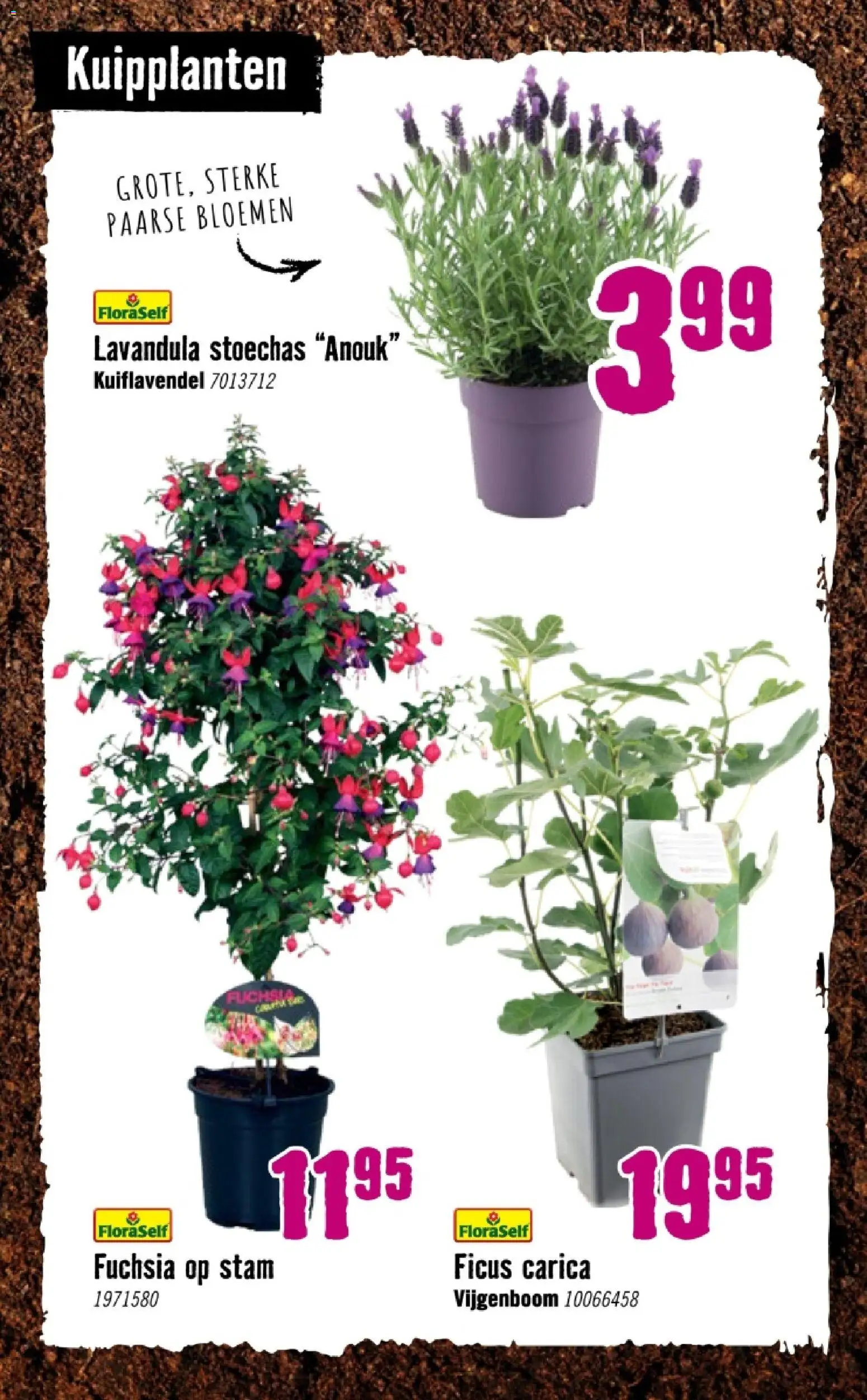 {H1} | Pagina: 22 | Producten: Bloemen