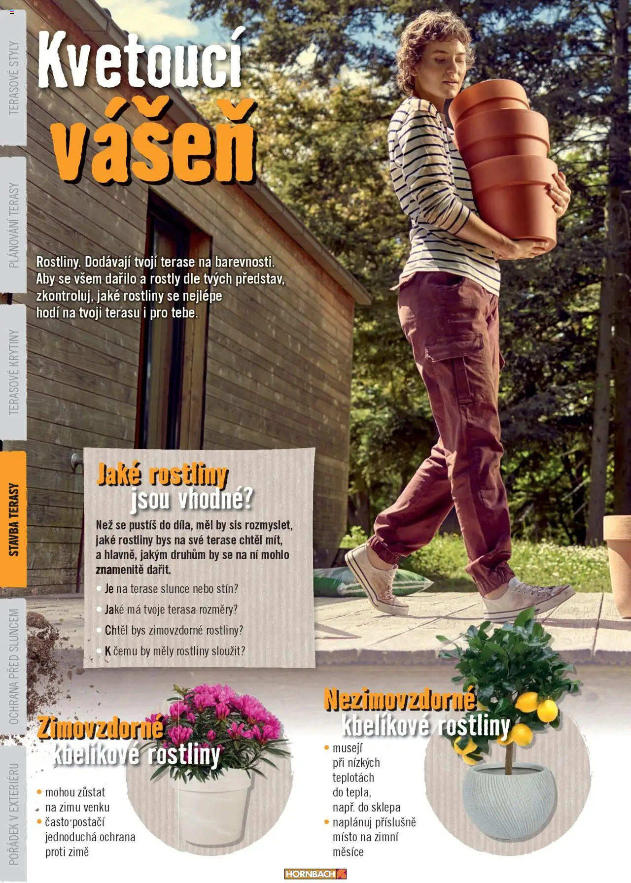 HORNBACH leták - Terasa od 13.08.2025 | Strana: 36 | Produkty: Rostliny