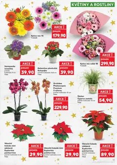 Náhled letáku Kaufland leták od 12.11.2025 | Strana: 13 | Produkty: Kalanchoe, Rostliny, Kytice, Květiny