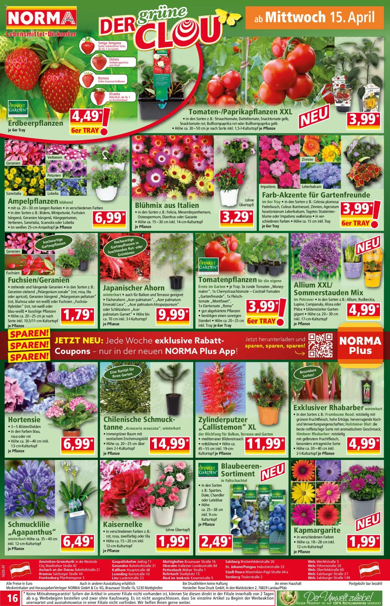 Norma Flugblatt gültig ab 13.04.2026 | Seite: 16 | Produkte: Blaubeeren, Tomaten