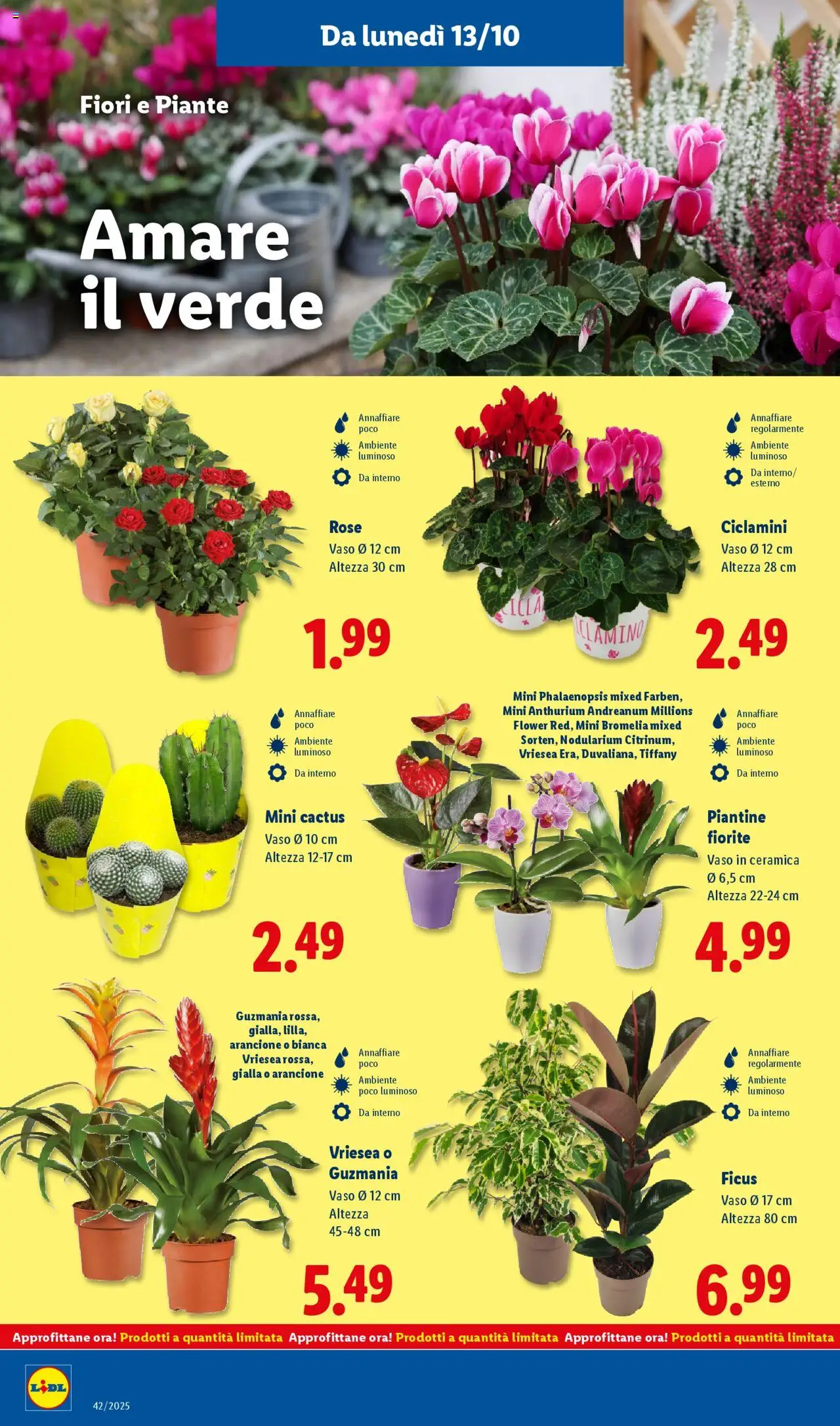 Volantino Lidl del 13.10.2025 | Pagina: 44 | Prodotti: Cactus, Vaso