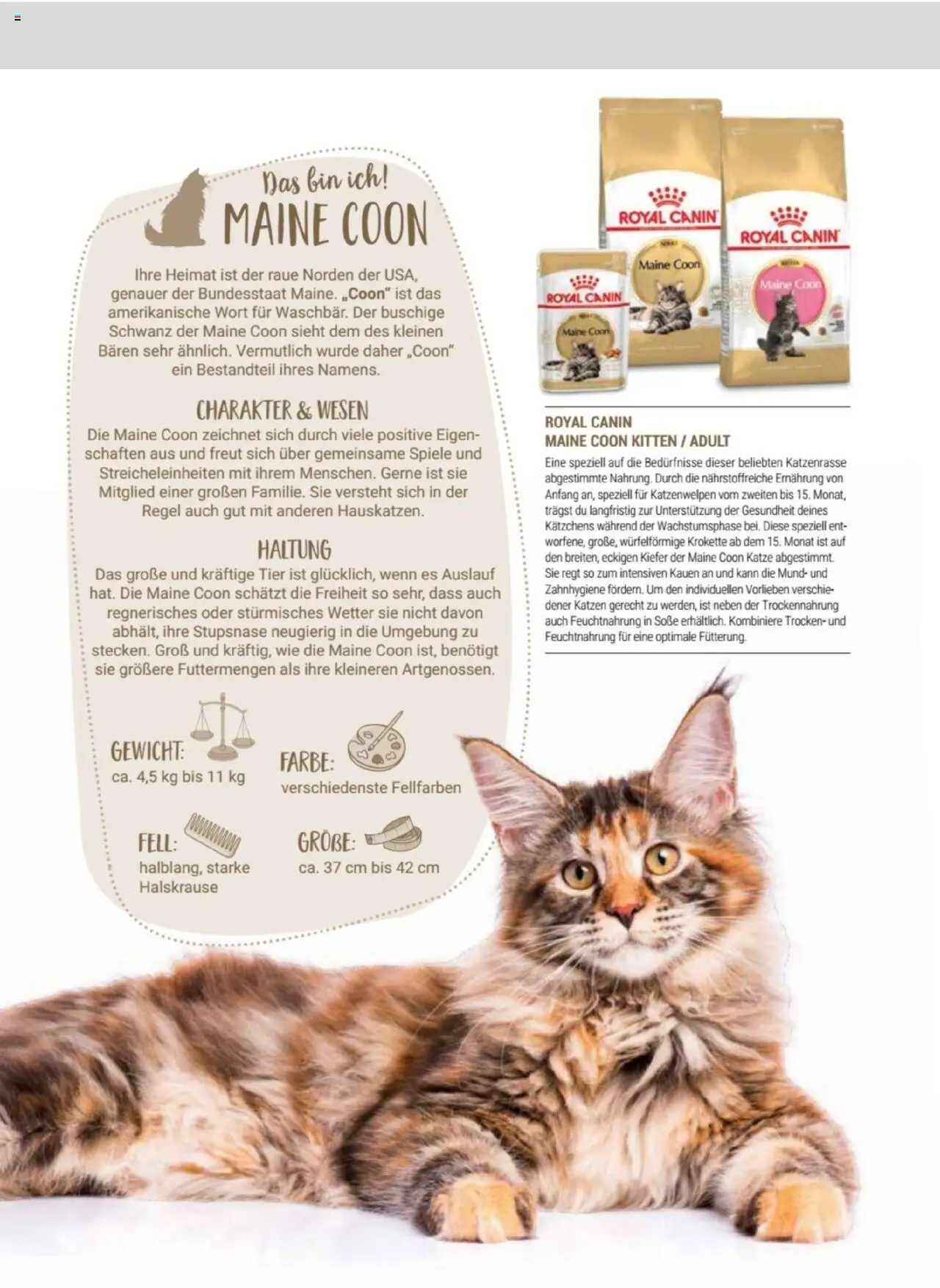 zookauf Themenkatalog Katze – gültig ab 01.10.2025 | Seite: 21 | Produkte: Gewicht, Soße