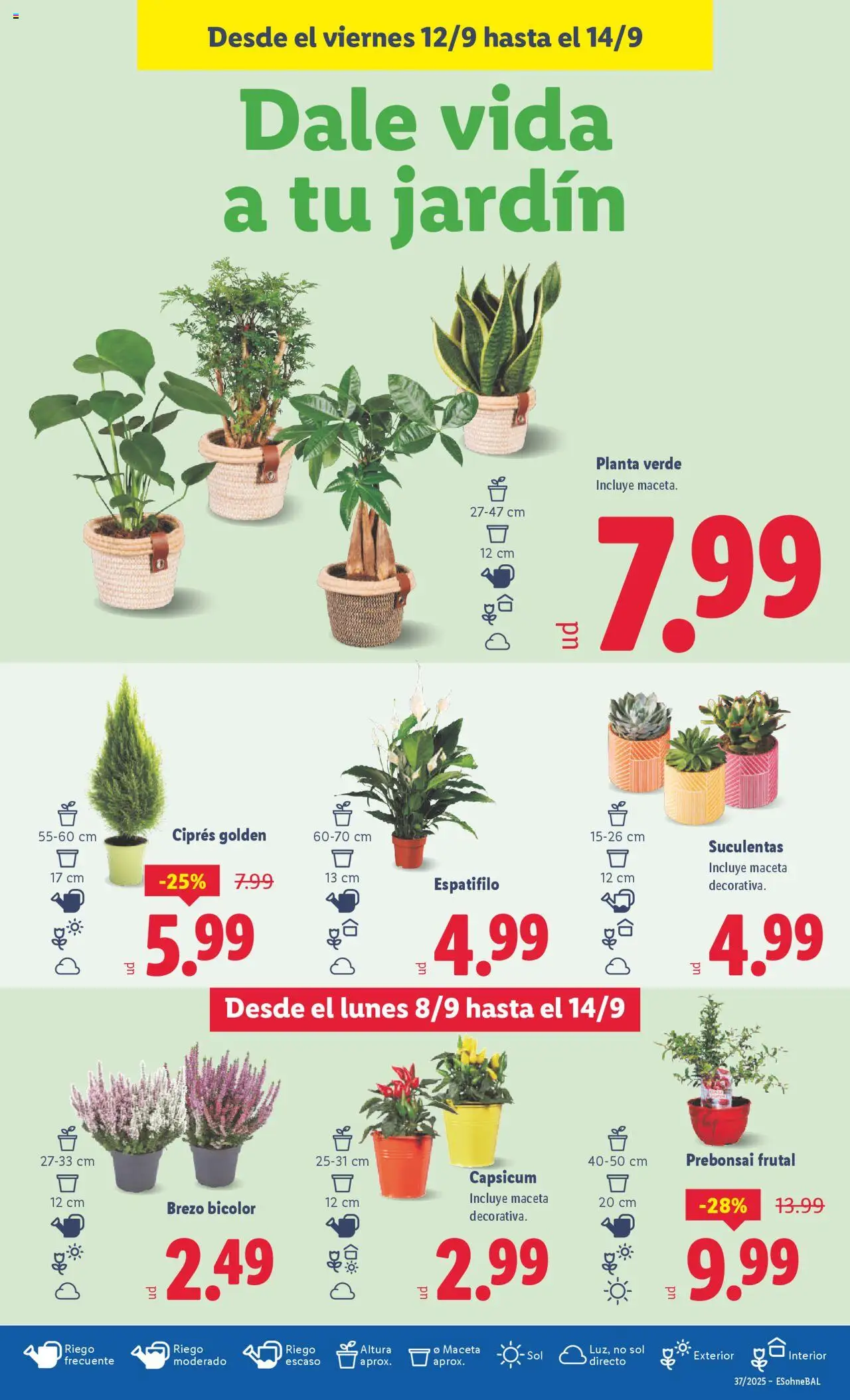 Lidl folleto │ válido desde el 08.09.2025 | Página: 37 | Productos: Maceta