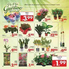 Anteprima del volantino Decò volantino iperStore, Superstore Sicilia valido a partire dal 06.03.2026 | Pagina: 37 | Prodotti: Agrumi, Gerani, Terriccio, Vaso