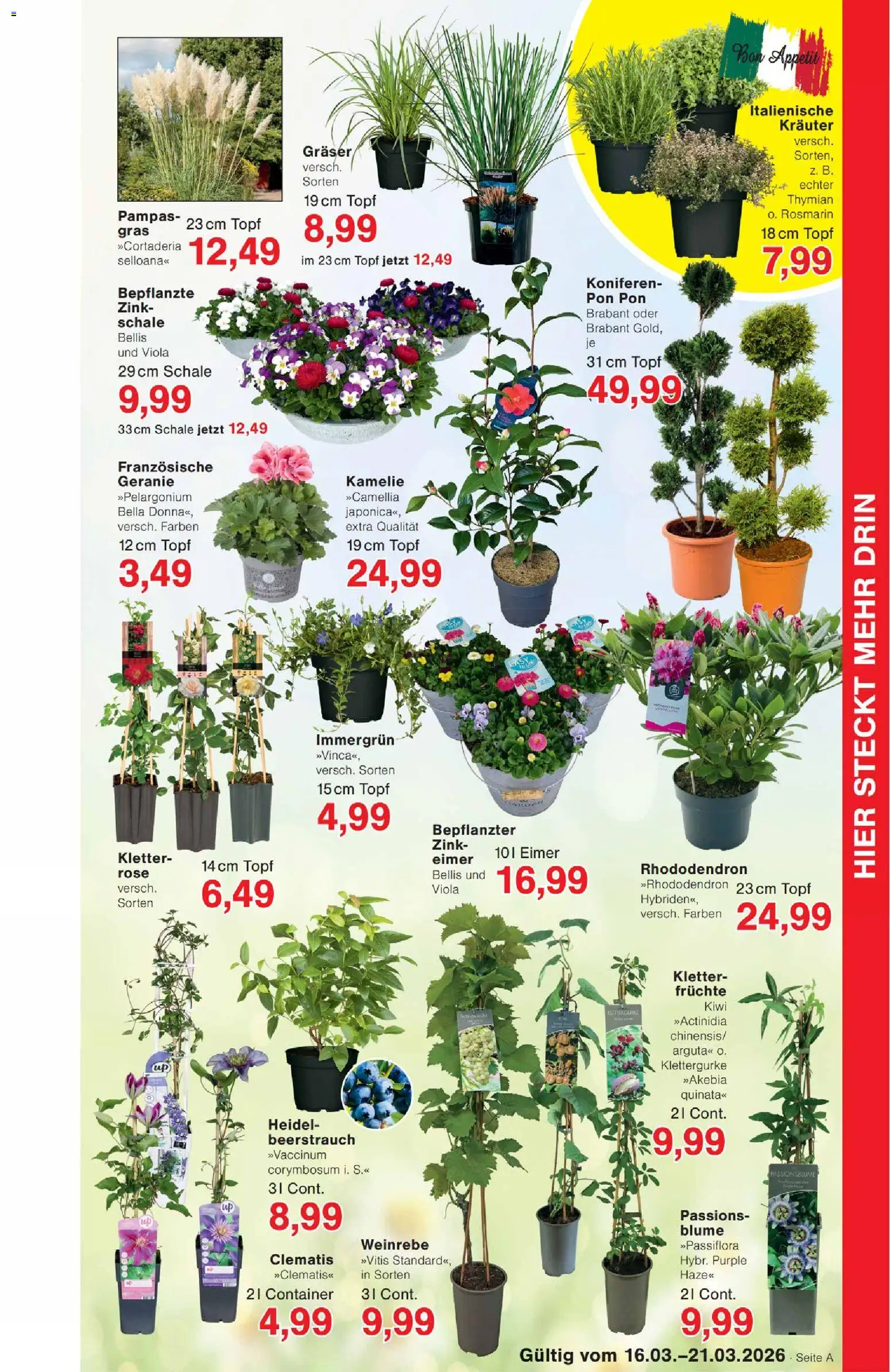 Wiglo Wunderland Prospekt 	 – gültig ab 16.03.2026 | Seite: 7 | Produkte: Top, Kiwi