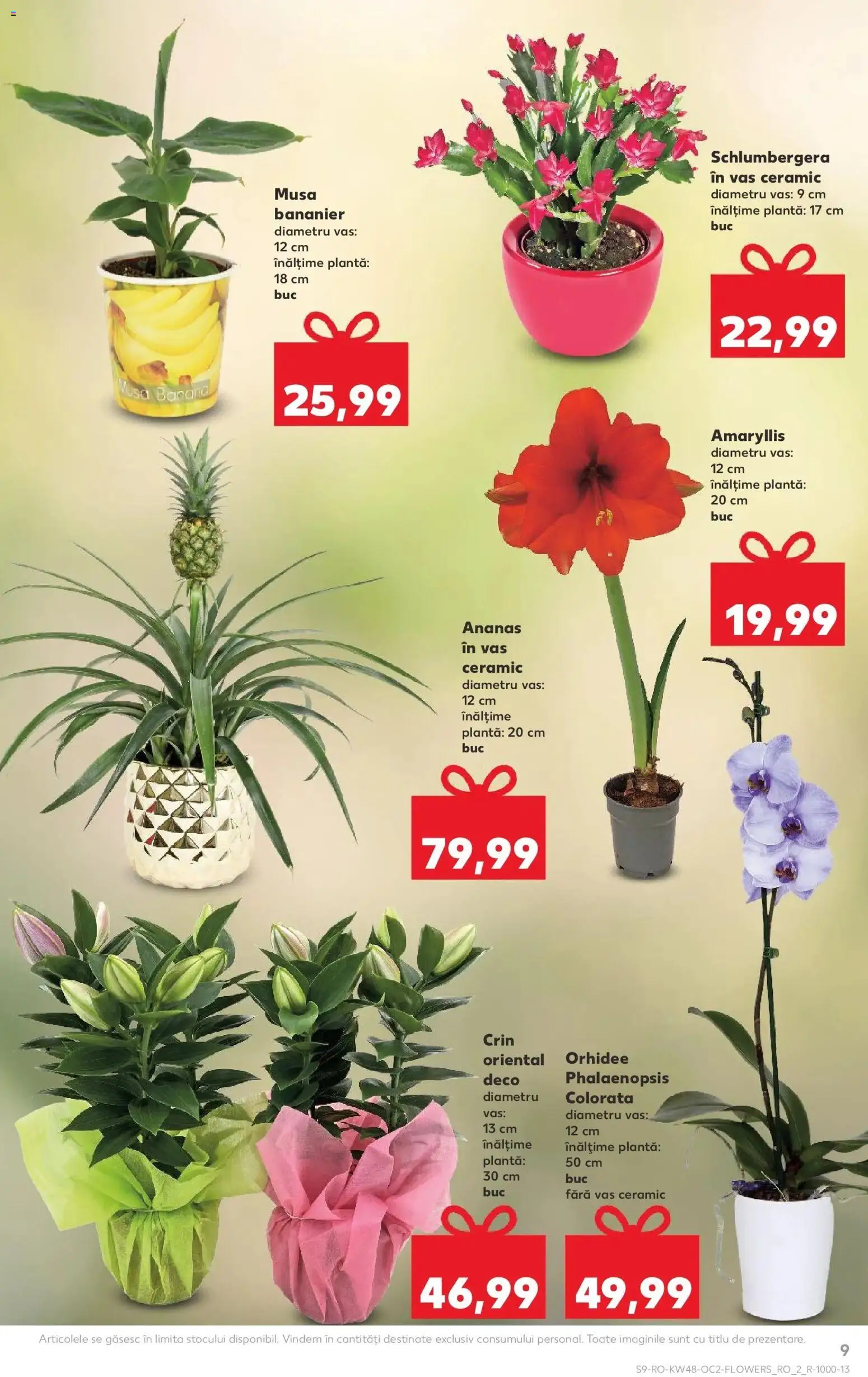 Noul catalog Kaufland – valabil de la 26.11.2025 | Pagină: 9 | Produse: Orhidee, Ananas