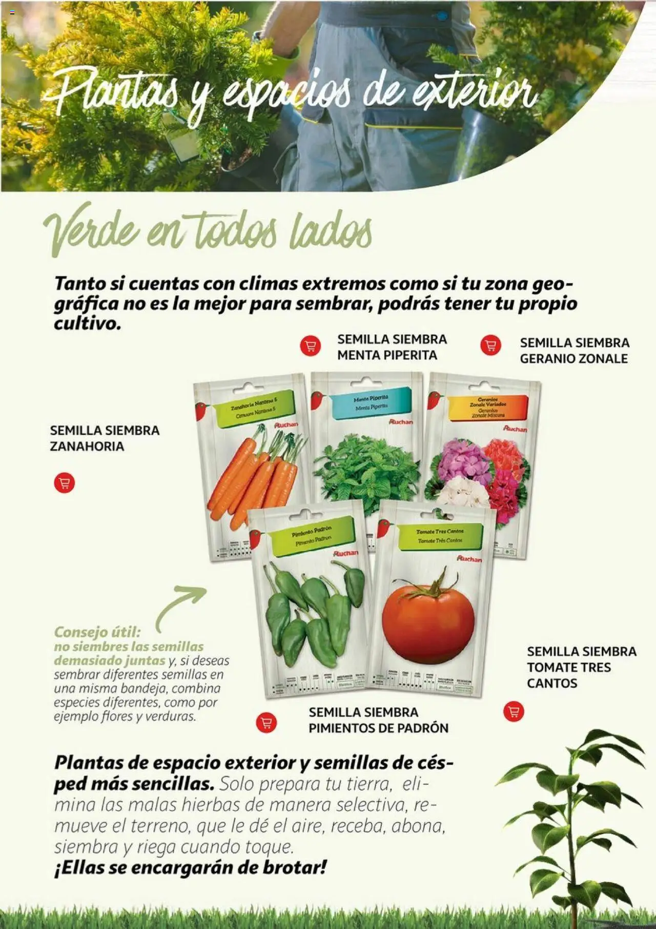 Alcampo - Jardín │ válido desde el 11.02.2025 | Página: 8 | Productos: Zanahoria
