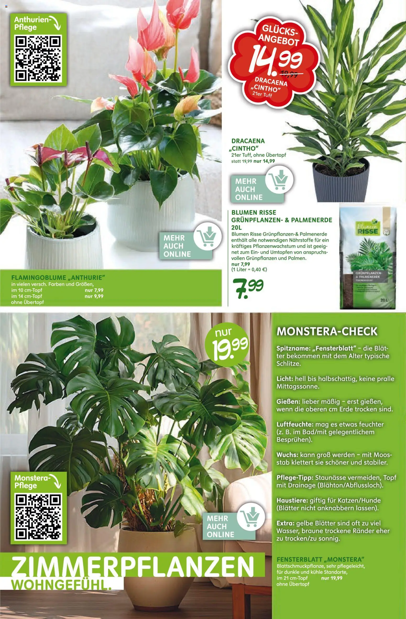 Blumen Risse Prospekt 	 – gültig ab 12.03.2026 | Seite: 12 | Produkte: Blumen