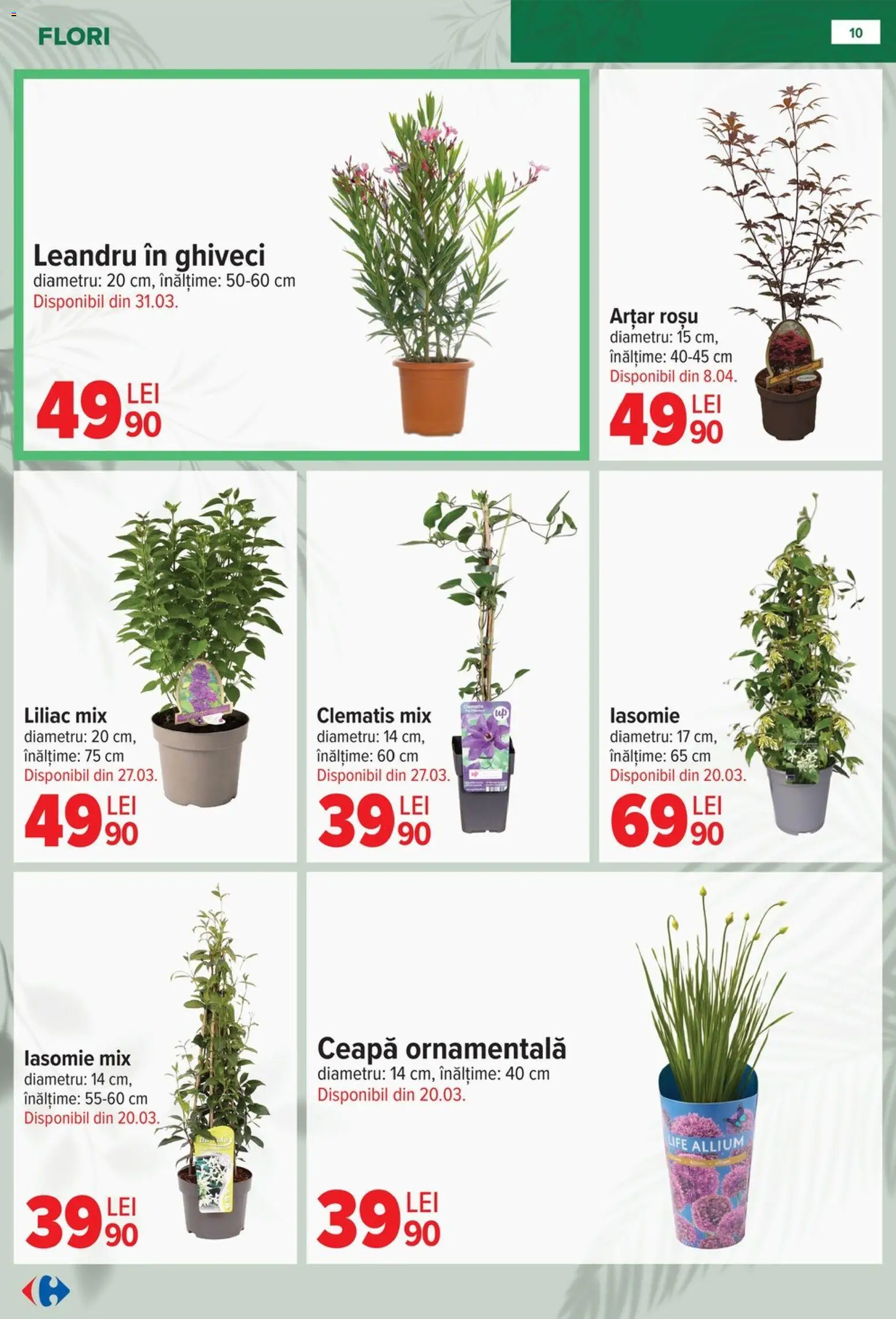 Noul catalog Carrefour – valabil de la 11.02.2026 | Pagină: 10 | Produse: Ghiveci, Ceapă