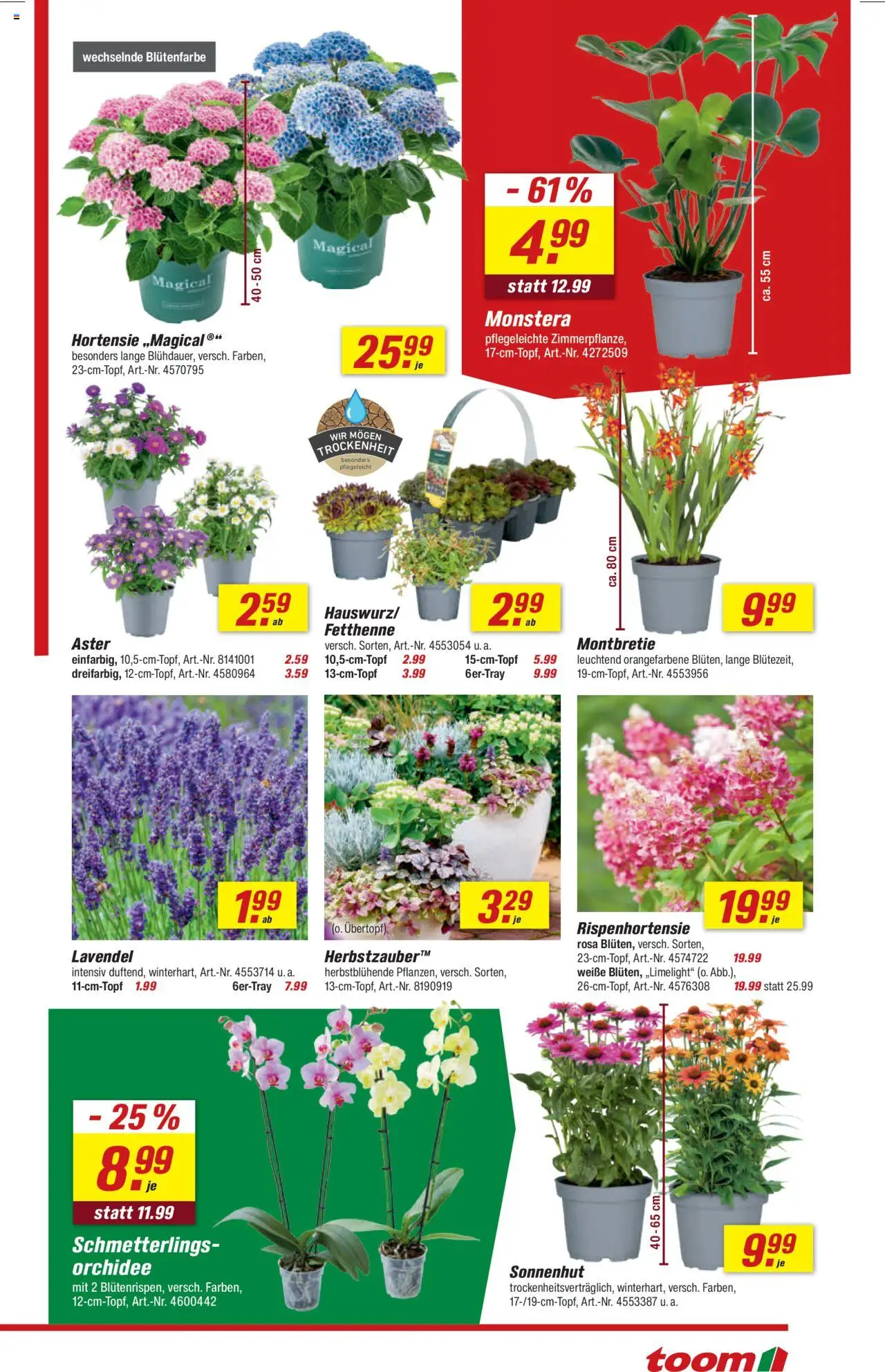 Toom Baumarkt Prospekt 	 - gültig ab dem 02.08.2025 | Seite: 3 | Produkte: Hortensie, Orchidee, Lavendel