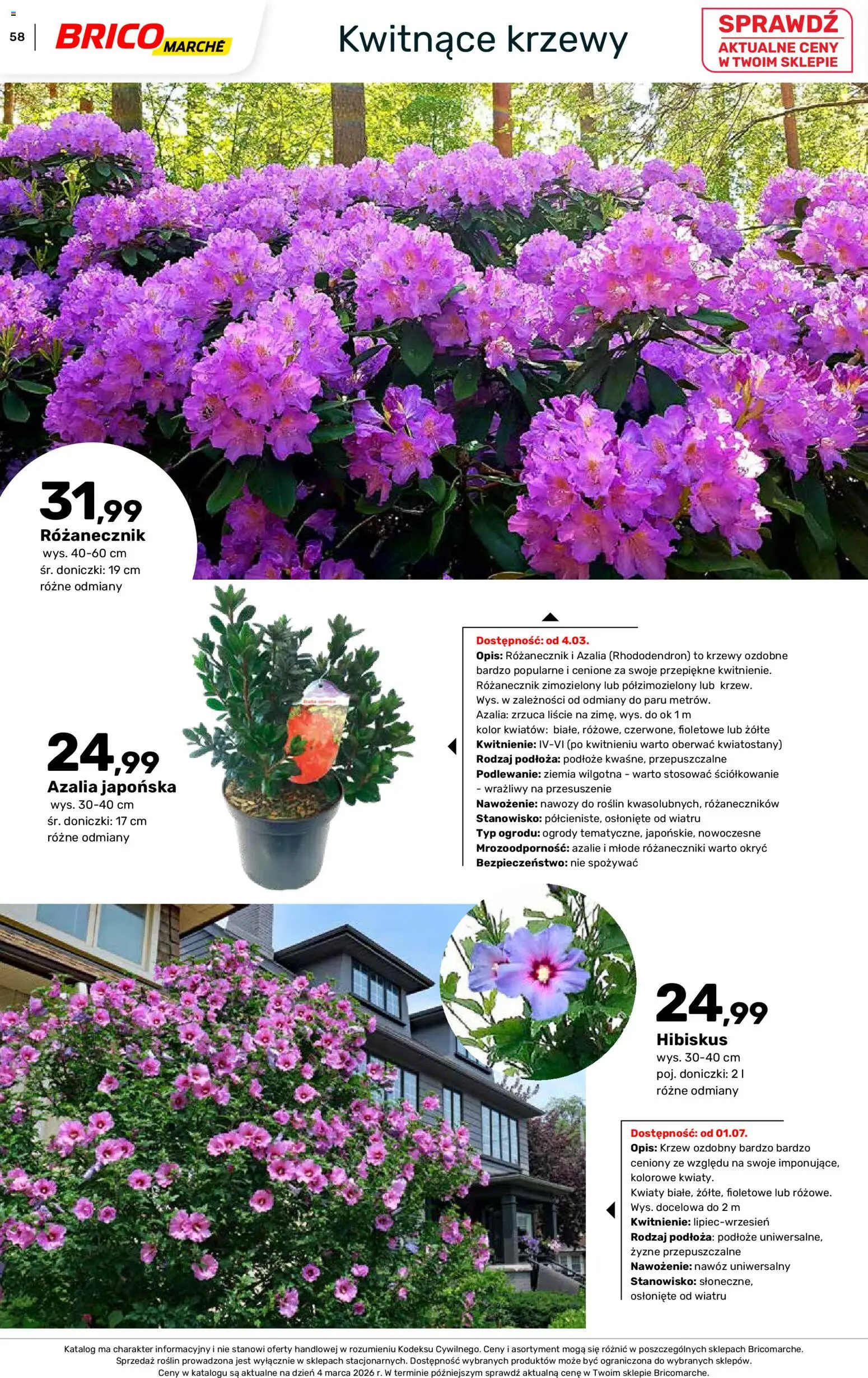 Brico Marché gazetka - Wiosna od 04.03.2026 | Strona: 58 | Produkty: Azalia, Ziemia, Doniczki, Kwiaty