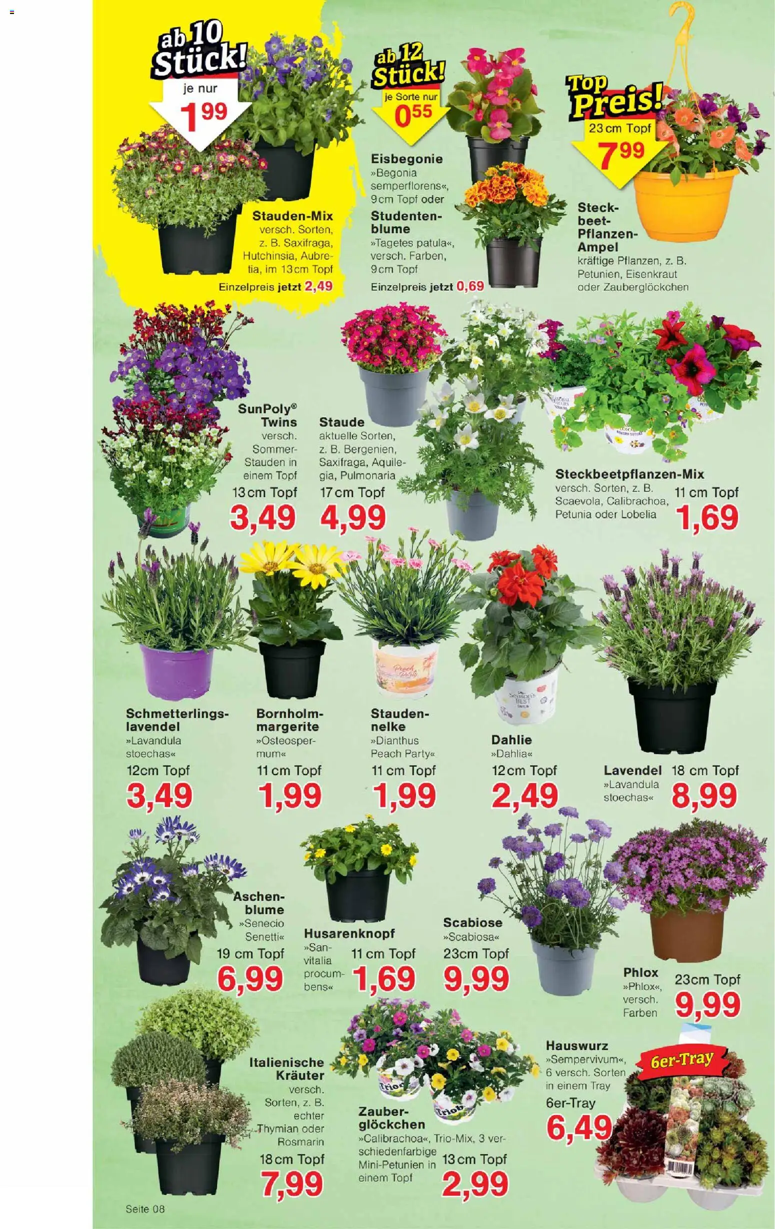 Wiglo Wunderland Prospekt – gültig ab 07.04.2026 | Seite: 12 | Produkte: Lavendel