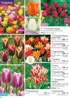 Starkl katalog podzim 2025 od 01.08.2025 | Strana: 60 | Produkty: Tulipány, Cibule