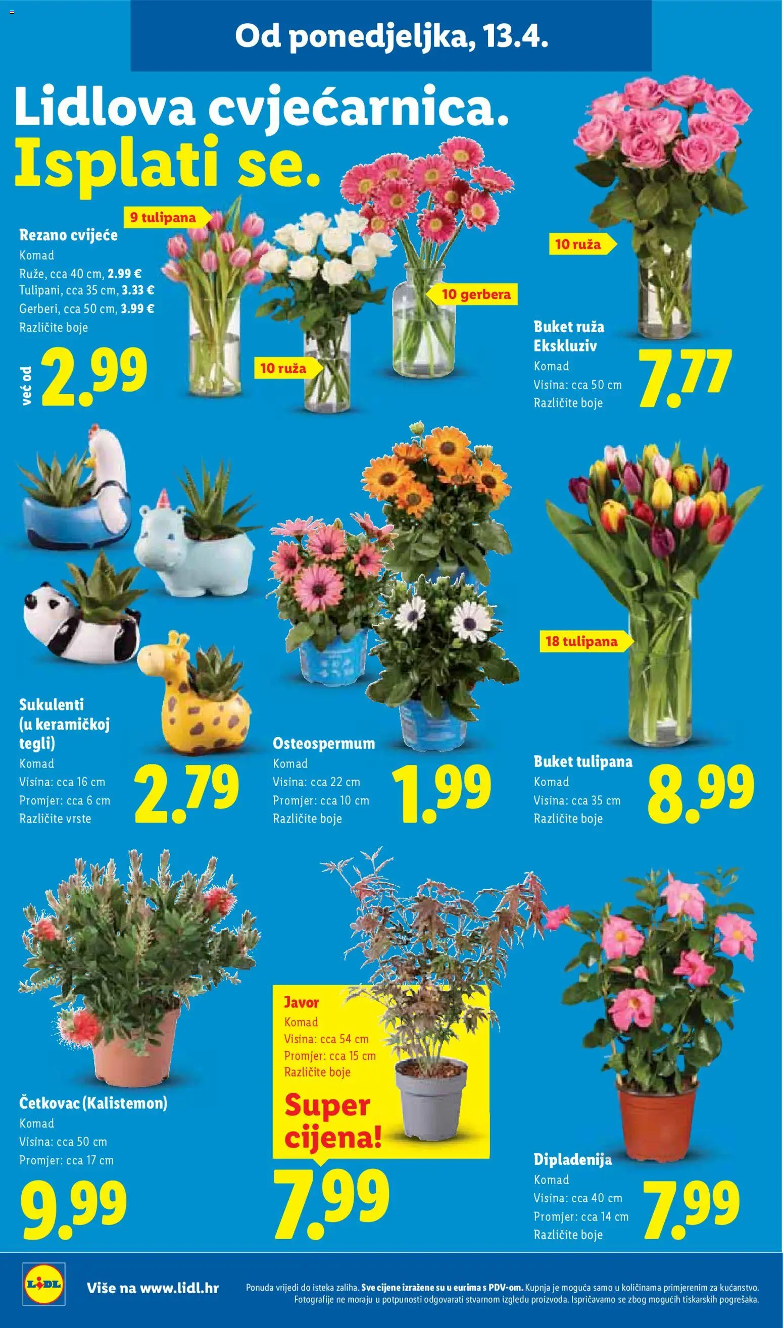 Lidl katalog | vrijedi od 13.04.2026 | Stranica: 52 | Proizvodi: Cvijeće