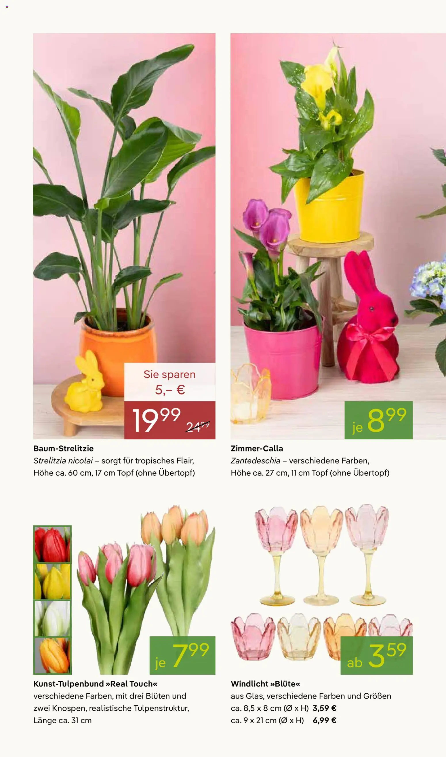 Pflanzen-Kölle Prospekt 	 – gültig ab 02.03.2026 | Seite: 2