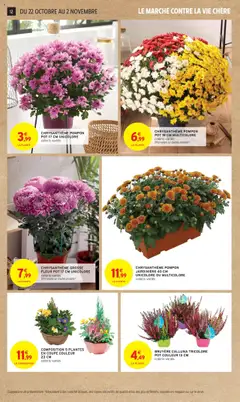 Intermarché - Prévisualisation de CHRYSANTHÈME POMPON JARDINIÈRE 40 CM UNICOLORE OU MULTICOLORE, coloris variés valide à partir de 21.10.2025 | Page: 12 | Produits: Plantes, Jardinière, Chrysanthème