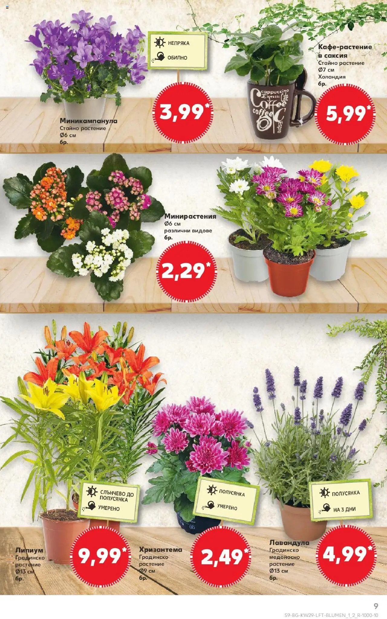  | Страница: 9 | Продукти: Хризантема, Саксия