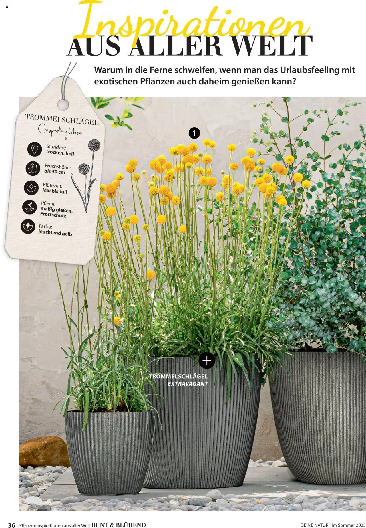 Dehner Prospekt - Deine Natur – gültig ab 23.04.2025 | Seite: 36
