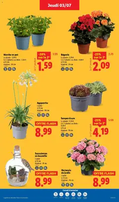  | Page: 27 | Produits: Hortensia, Menthe, Plantes