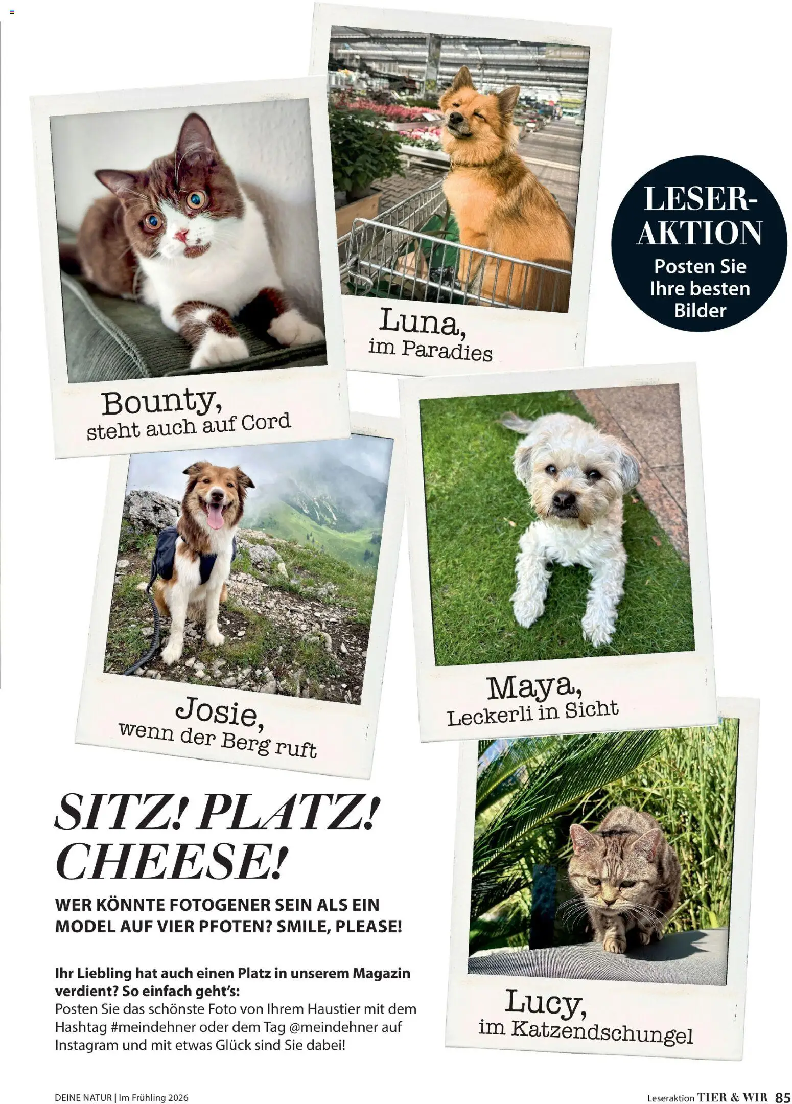 Dehner Flugblatt gültig ab 05.03.2026 | Seite: 85