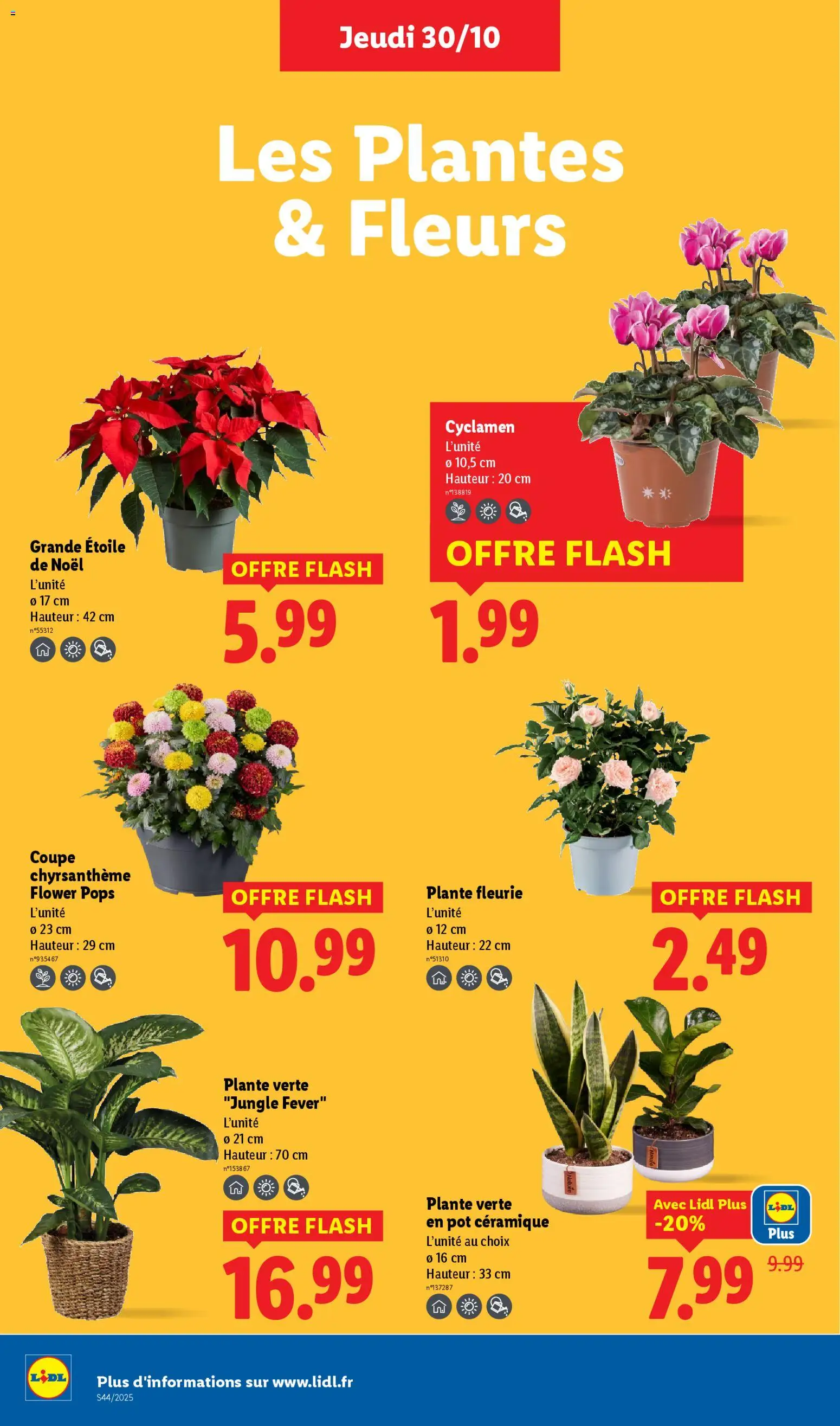 {H1} | Page: 32 | Produits: Plantes, Chrysanthème, Plante verte