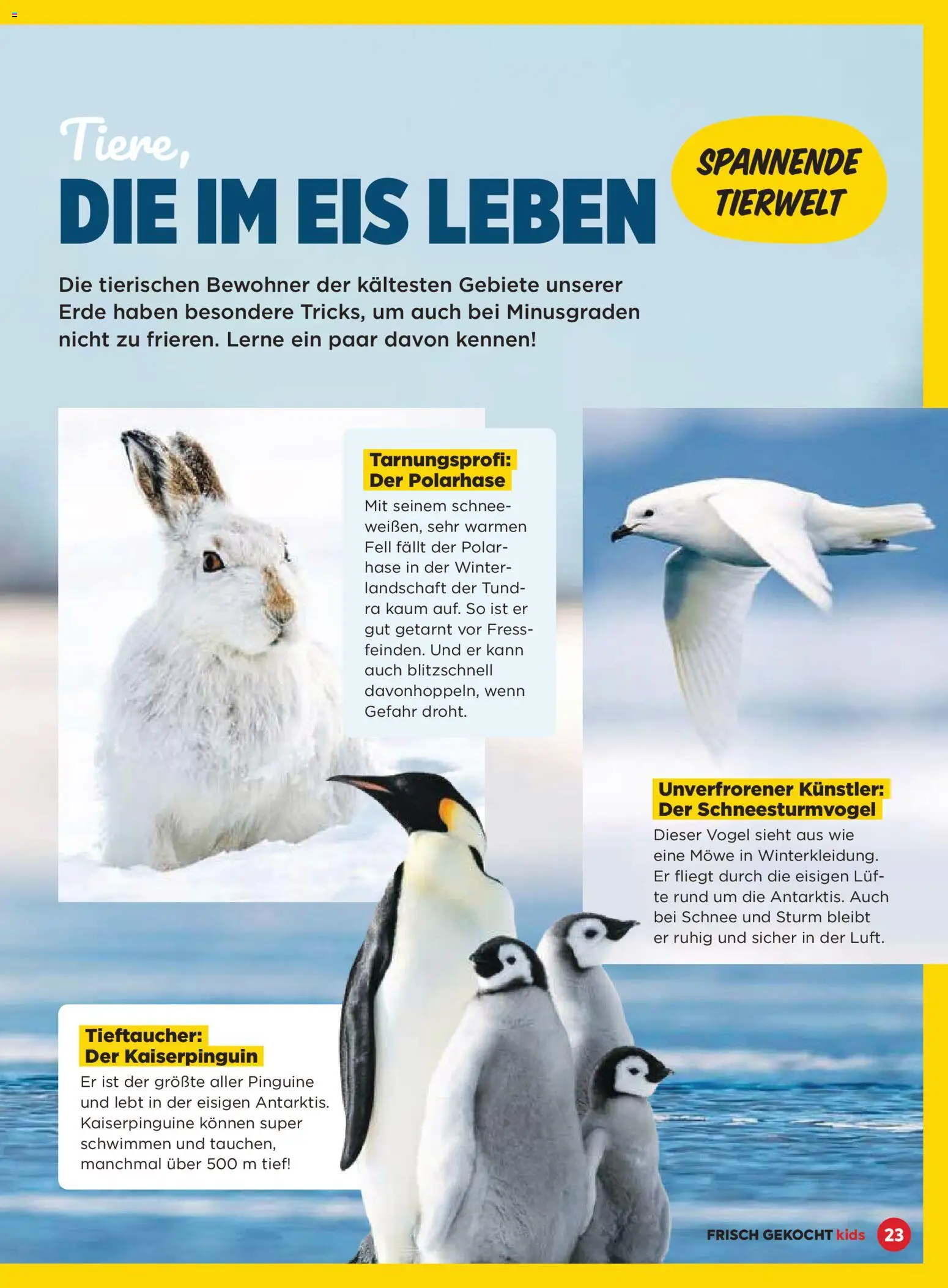 Billa  Frisch Gekocht Kids gültig ab 01.12.2025 | Seite: 23 | Produkte: Eis