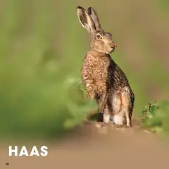 Hanos - Wildbrochure 2025/2026 - Voorbeeld van een folder van Hanos, geldig van 05.10.2025 | Pagina: 20