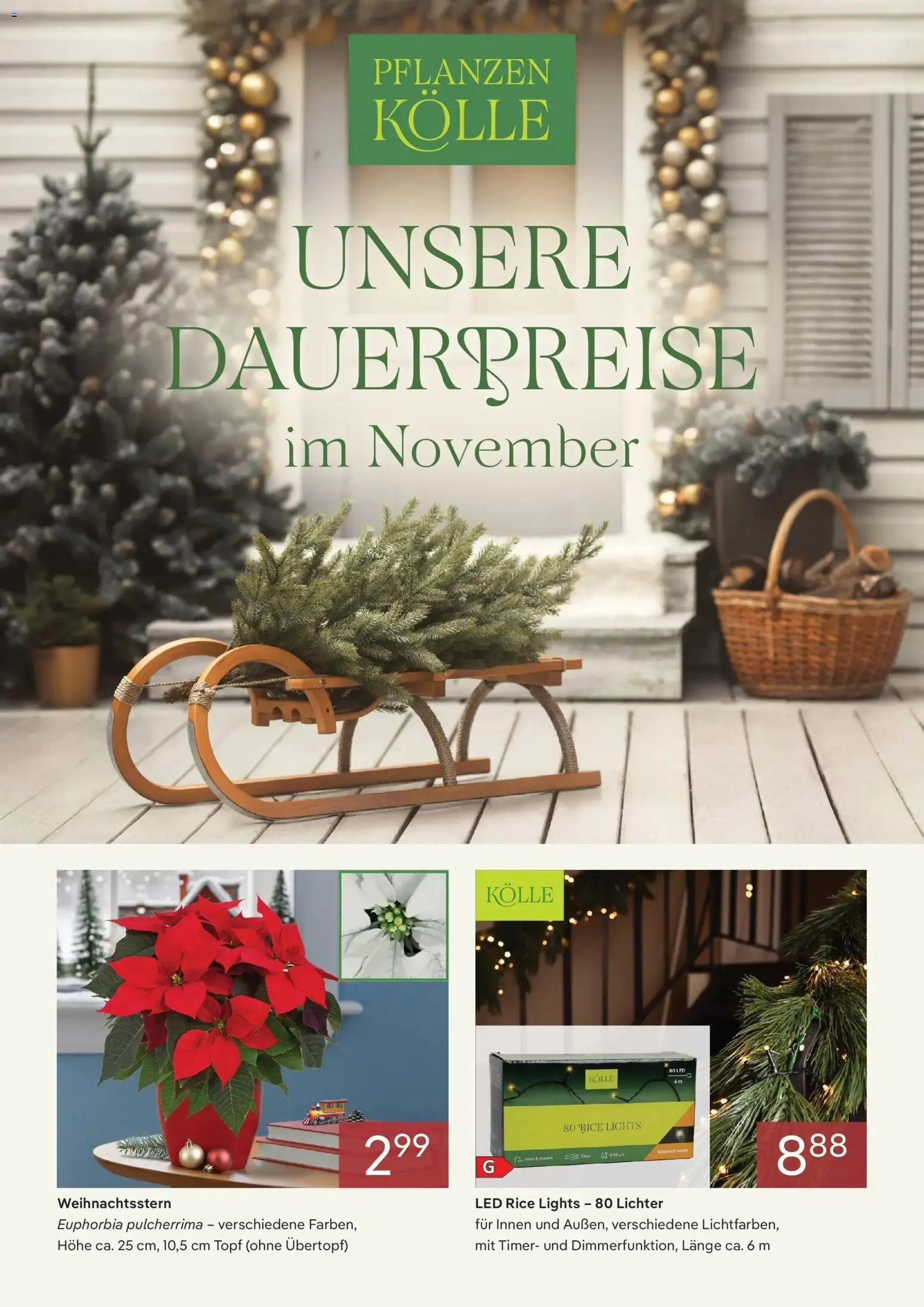 Pflanzen-Kölle - Pflanzen-Kölle: Unsere Dauerpreise im November – gültig ab 23.11.2025 | Seite: 1