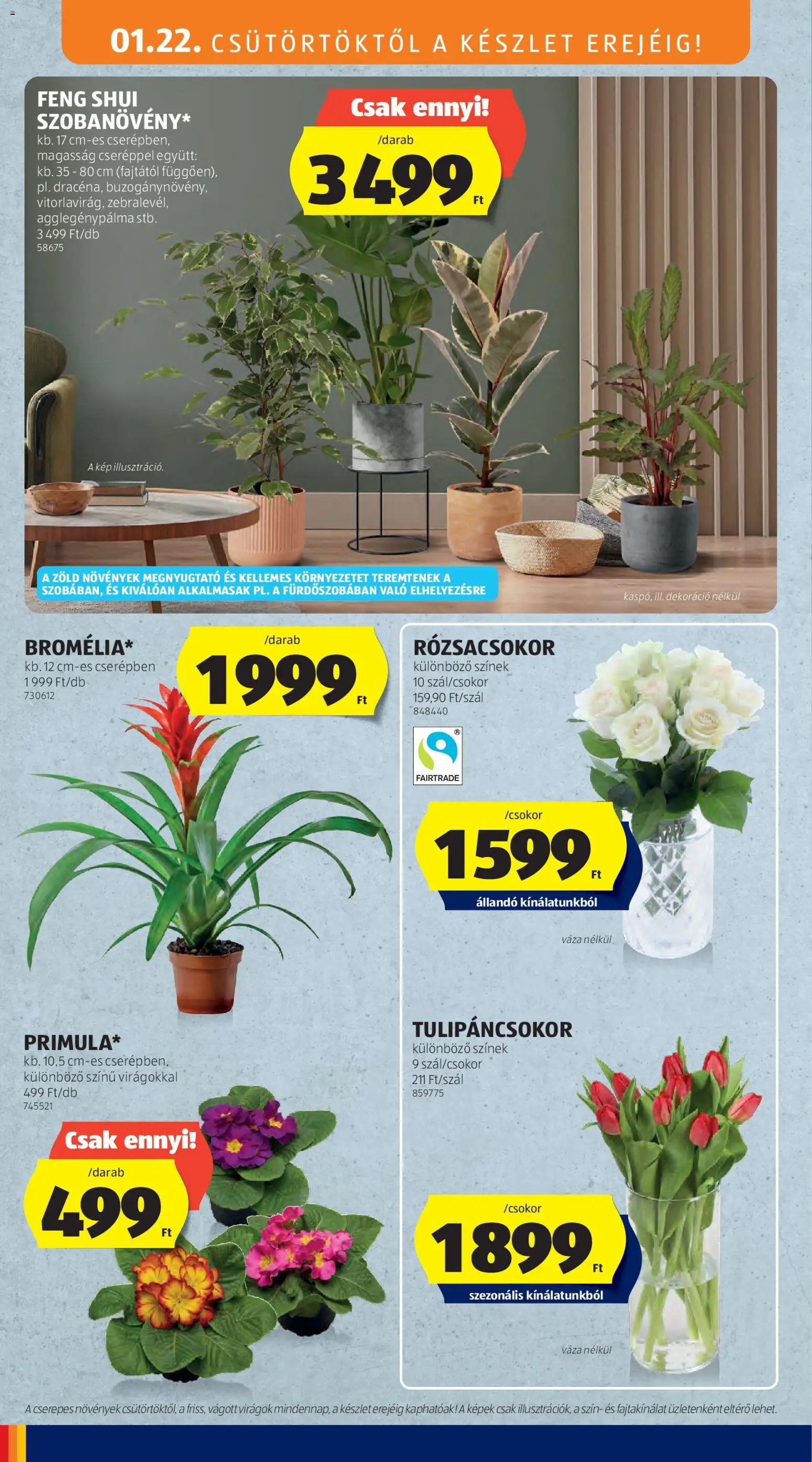 Aldi akciós ujság - amely érvényes a következő dátumtól: 22.01.2026 | Oldal: 4 | Termékek: Virágok, Váza, Dekoráció