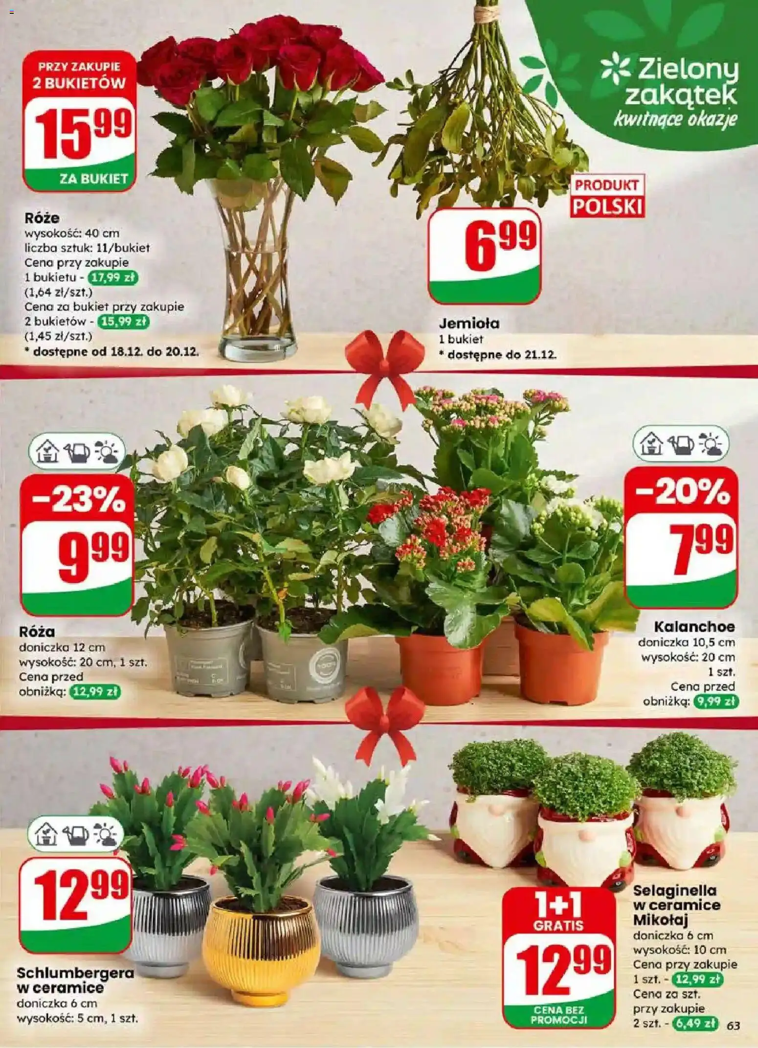 Dino Gazetka od 17.12.2025 | Strona: 63 | Produkty: Doniczka, Kalanchoe