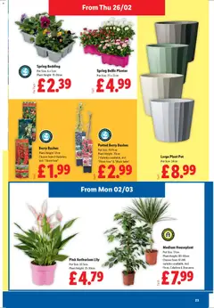 Preview of Lidl - February to March valid from 26.02.2026 | Page: 23 | Products: Pot, Planter, Plant pot