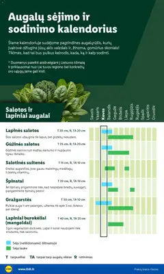 LIDL leidinys galioja nuo 09.02.2026 | Puslapis: 4 | Prekių: Morkos