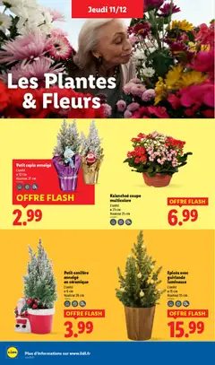 LIDL - Prévisualisation de LIDL catalogue semaine 50 valide à partir de 11.12.2025 | Page: 40 | Produits: Guirlande lumineuse, Plantes