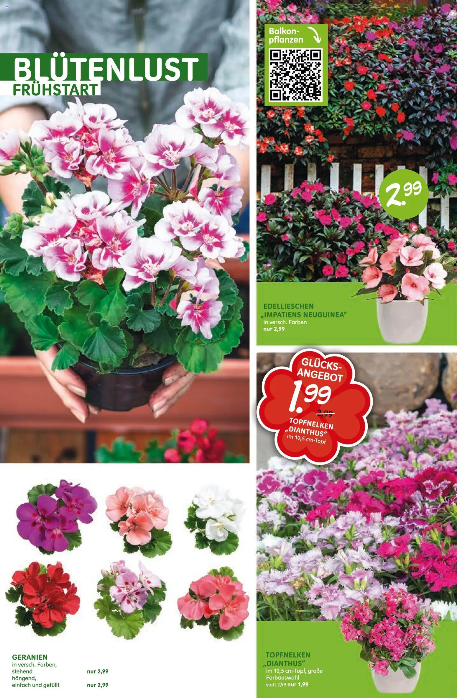 Blumen Risse Prospekt 	 – gültig ab 16.04.2026 | Seite: 4 | Produkte: Geranien
